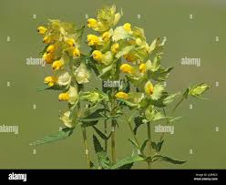 Attēlu rezultāti vaicājumam “Rhinanthus serotinus flower”