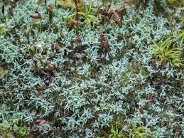 Attēlu rezultāti vaicājumam “Saelania glaucescens”