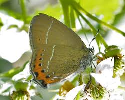 Attēlu rezultāti vaicājumam “Satyrium pruni”