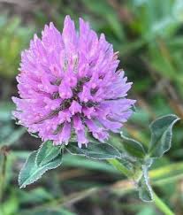 Attēlu rezultāti vaicājumam “Trifolium medium flower”