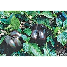 Afbeeldingsresultaat voor purple beauty sweet pepper