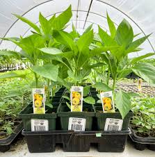 Afbeeldingsresultaat voor californian wonder golden sweet pepper