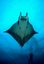 Image result for Mobula tarapacana