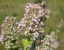 Image result for Nepeta cataria