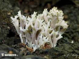Attēlu rezultāti vaicājumam “Clavulina coralloides”
