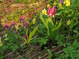 Attēlu rezultāti vaicājumam “Erythronium sibiricum”