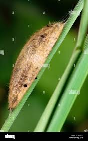 Attēlu rezultāti vaicājumam “Euthrix potatoria cocoon”