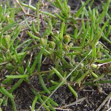 Attēlu rezultāti vaicājumam “Spergularia marina flower”