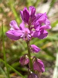 Attēlu rezultāti vaicājumam “Polygala comosa”