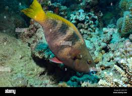 Image result for Scarus ferrugineus