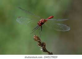 Attēlu rezultāti vaicājumam “Sympetrum sanguineum male”