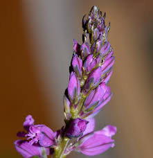 Attēlu rezultāti vaicājumam “Polygala comosa”