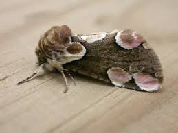 Attēlu rezultāti vaicājumam “Thyatira batis imago”