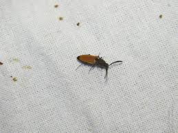 Attēlu rezultāti vaicājumam “Anostirus castaneus”