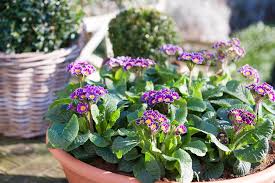 Image result for Primula veris