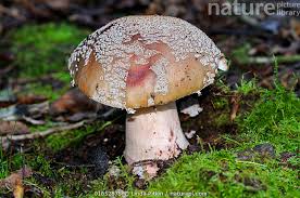Attēlu rezultāti vaicājumam “Amanita excelsa”