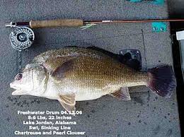 Image result for Aplodinotus grunniens