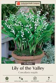 Attēlu rezultāti vaicājumam “Convallaria majalis”