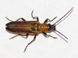 Attēlu rezultāti vaicājumam “Anogcodes melanurus”