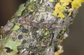 Attēlu rezultāti vaicājumam “Parascotia fuliginaria”