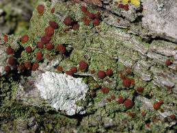 Attēlu rezultāti vaicājumam “Bacidia rubella”