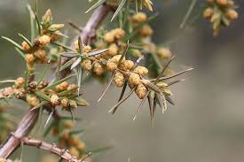 Attēlu rezultāti vaicājumam “Juniperus communis male flower”