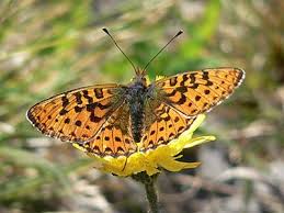Attēlu rezultāti vaicājumam “Clossiana euphrosyne underside”