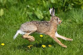 Attēlu rezultāti vaicājumam “Lepus europaeus adult”