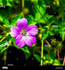 Attēlu rezultāti vaicājumam “Geranium palustre flower”