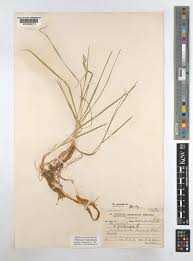 Attēlu rezultāti vaicājumam “Poa humilis”