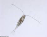 Copepoda Class - Guide to the Marine Zooplankton of south eastern ...