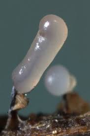 Attēlu rezultāti vaicājumam “Stemonitopsis typhina”