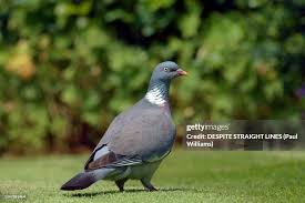 Image result for Columba palumbus