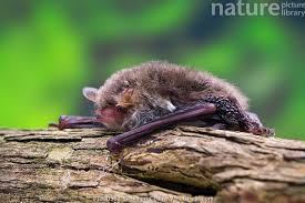 Attēlu rezultāti vaicājumam “Myotis nattereri”