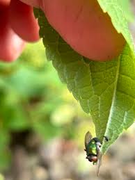 Attēlu rezultāti vaicājumam “Entomophthora”