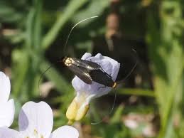 Attēlu rezultāti vaicājumam “Cauchas rufimitrella”