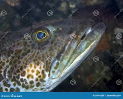 Image result for Ophiodon elongatus