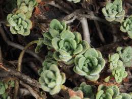 Image result for Aichryson