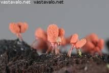 Attēlu rezultāti vaicājumam “Arcyria affinis young”