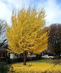 Attēlu rezultāti vaicājumam “Ginkgo biloba”