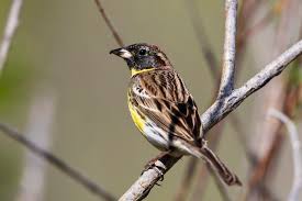 Image result for Emberiza aureola