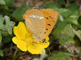 Attēlu rezultāti vaicājumam “Lycaena virgaureae”