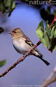 Attēlu rezultāti vaicājumam “Fringilla coelebs female”