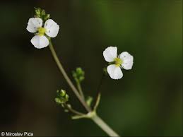 Attēlu rezultāti vaicājumam “Alisma plantago-aquatica flower”