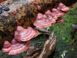 Attēlu rezultāti vaicājumam “Phlebia serialis”