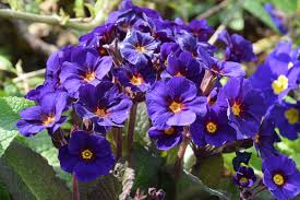 Attēlu rezultāti vaicājumam “Primula x polyantha”