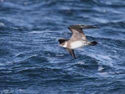 Attēlu rezultāti vaicājumam “Stercorarius parasiticus adult”