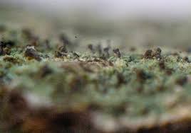 Attēlu rezultāti vaicājumam “Chaenotheca furfuracea”