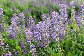 Attēlu rezultāti vaicājumam “Galega orientalis”