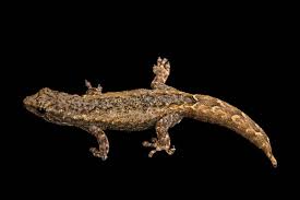 Attēlu rezultāti vaicājumam “Lycogala irregulare macro”